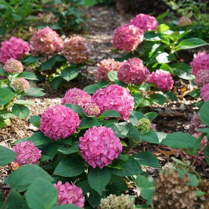 Hydrangea macrophylla Let's Dance® Arriba!®