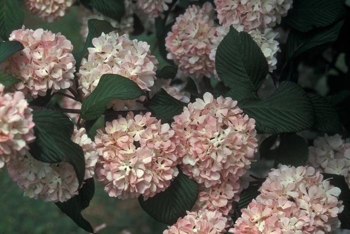 Viburnum plicatum f. plicatum Kern's Pink