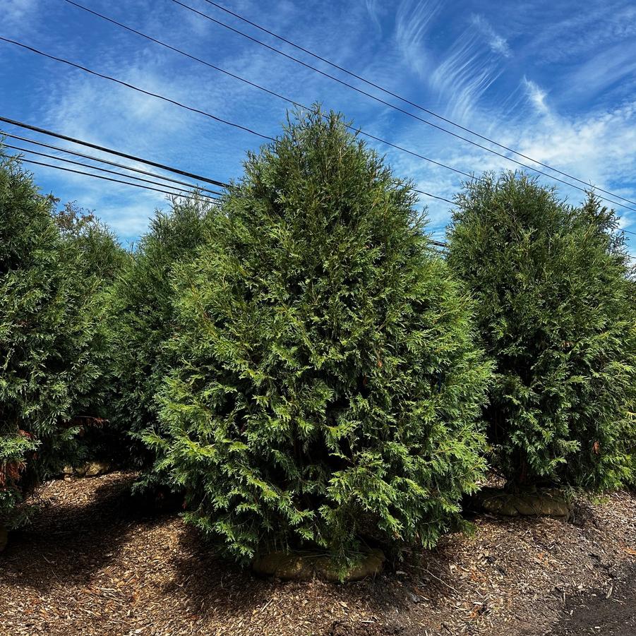 Thuja occidentalis Techny