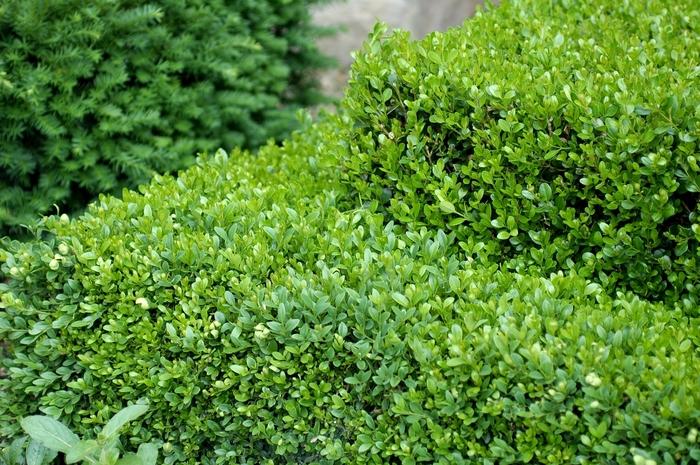 Buxus Green Gem