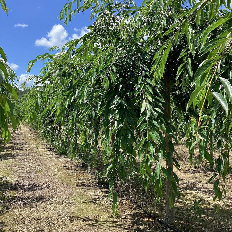 Prunus subhirtella var. pendula 