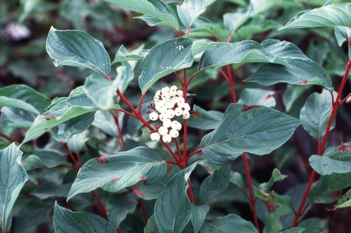 Cornus sericea Baileyi