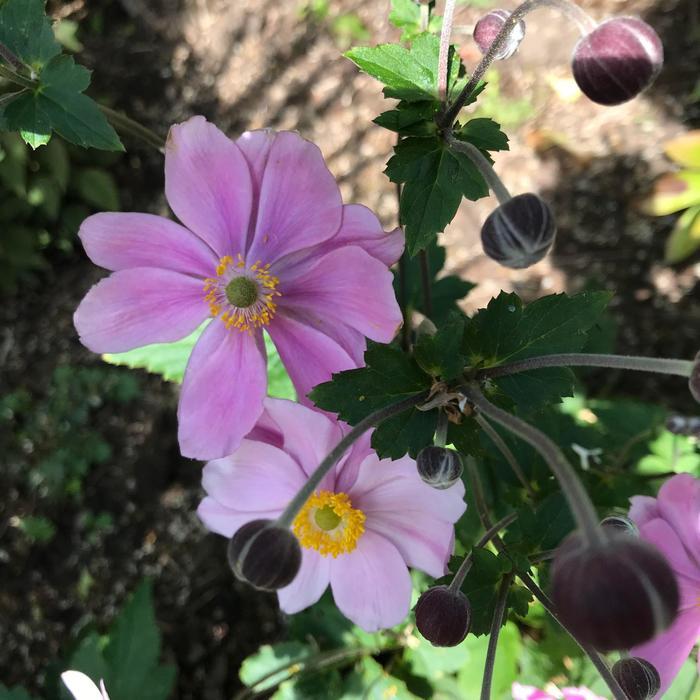 Anemone tomentosa Robustissima