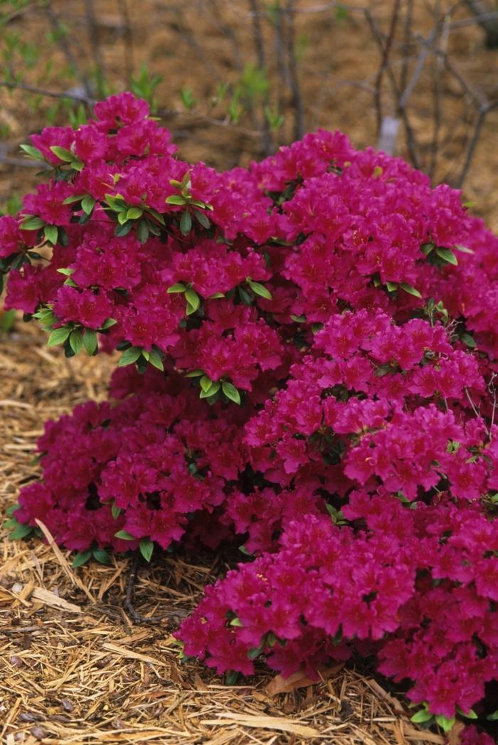 Azalea Girard hybrid Girard's Fuchsia