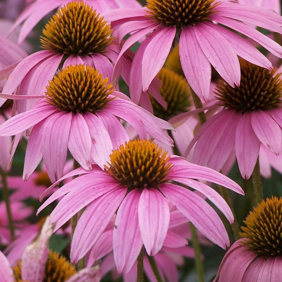 Echinacea purpurea Magnus