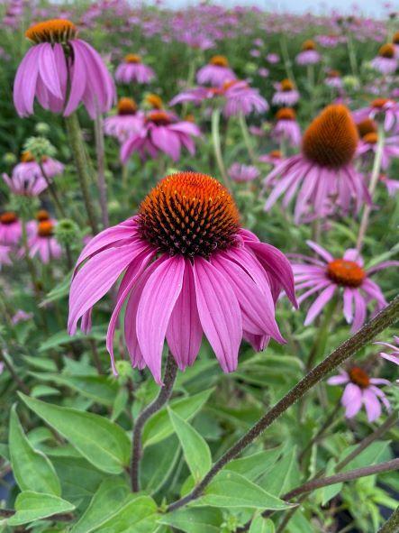 Echinacea purpurea 