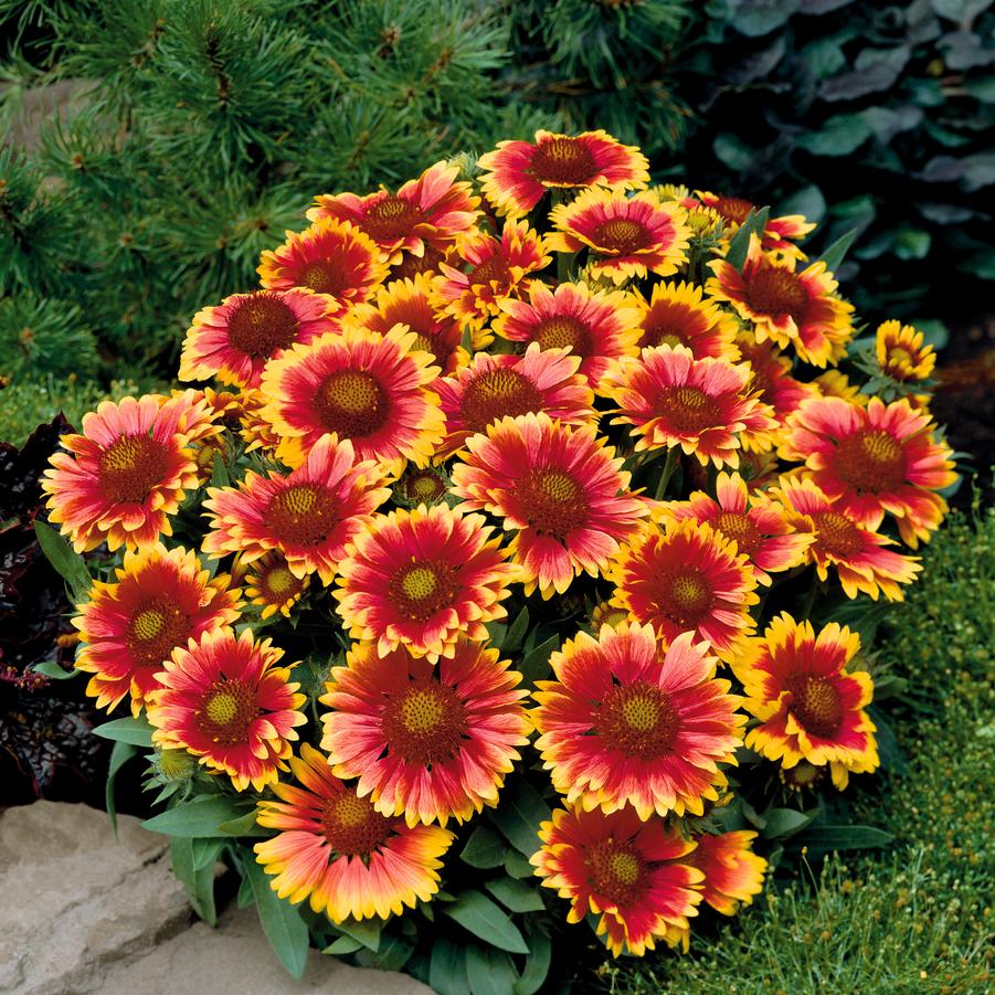 Gaillardia Arizona Sun