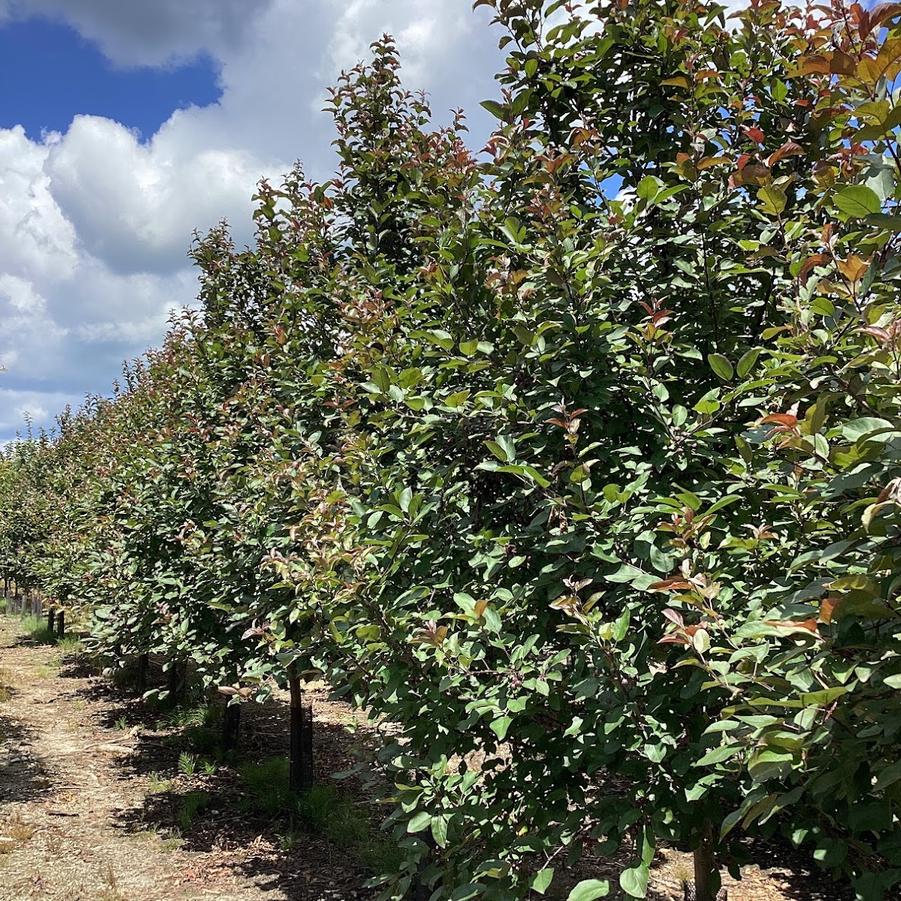 Malus Robinson