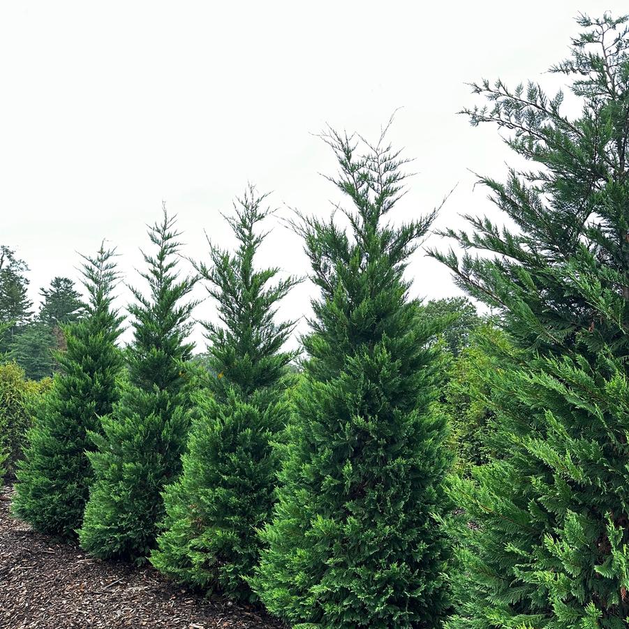 Cupressocyparis leylandii 