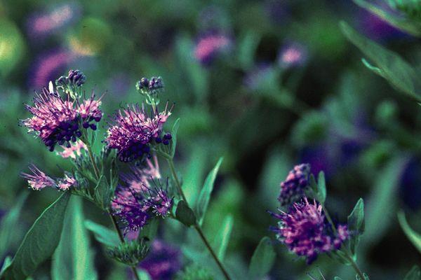 Caryopteris x clandonensis Dark Knight