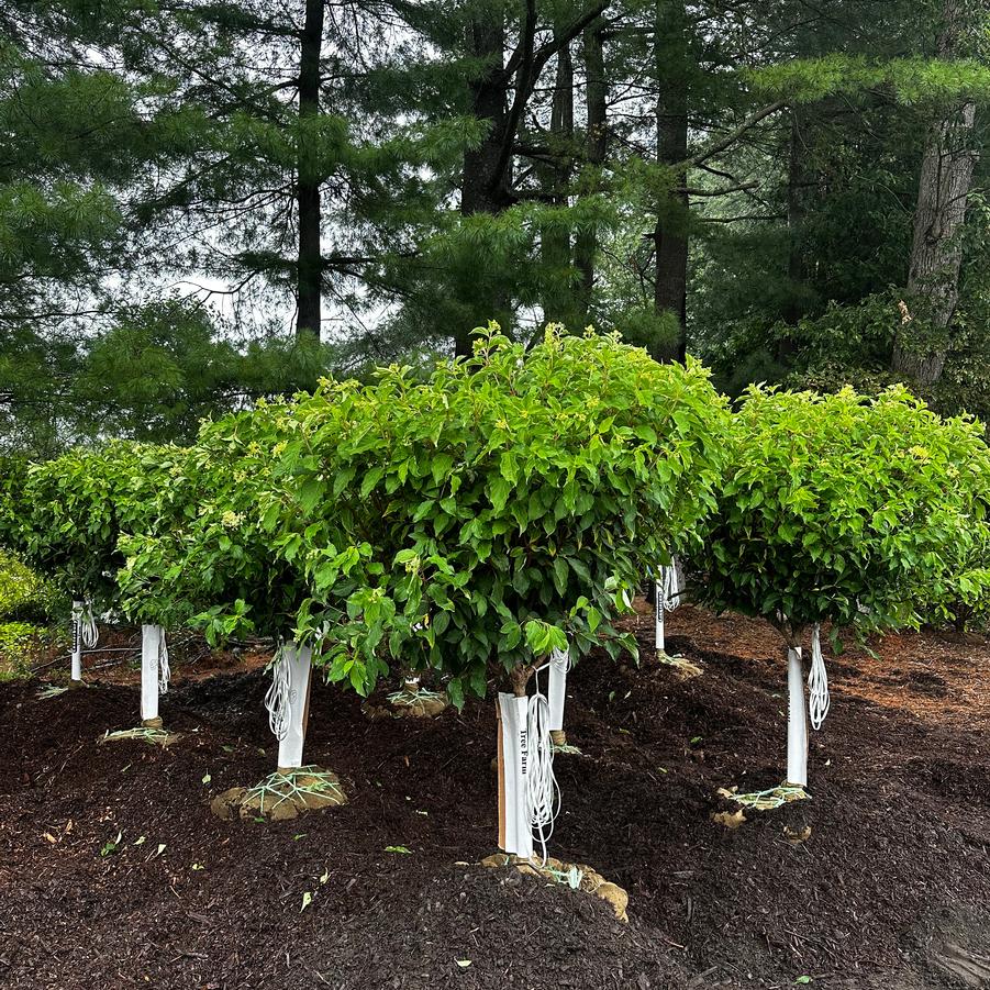 Hydrangea paniculata Phantom