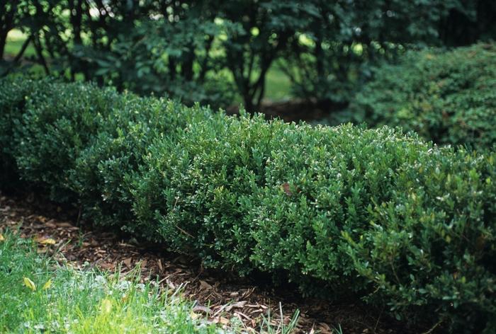 Buxus Northern Charm&trade;