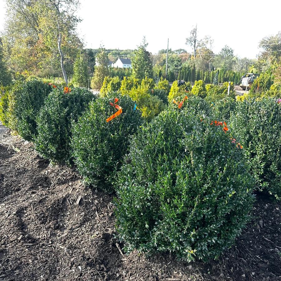 Buxus sempervirens 