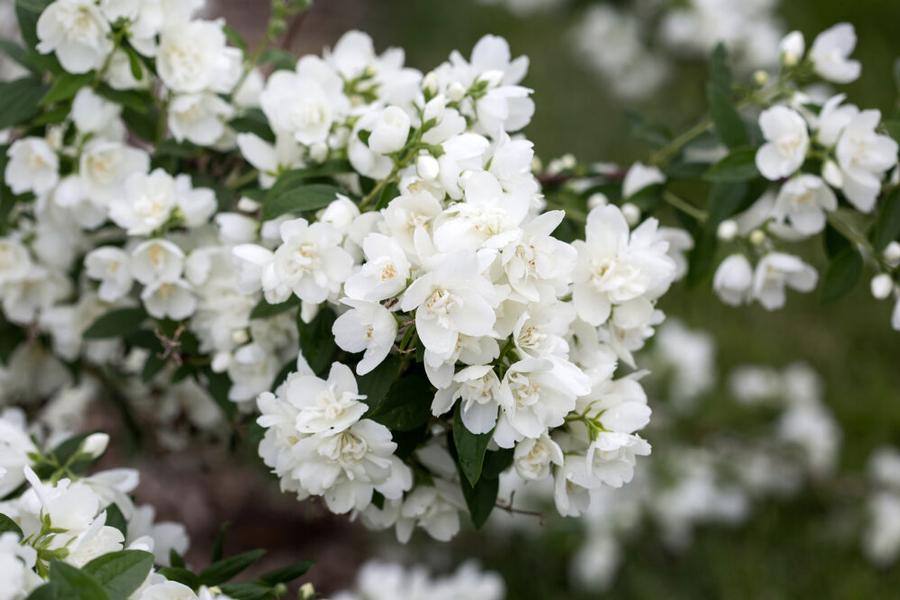 Philadelphus Snow White&trade;