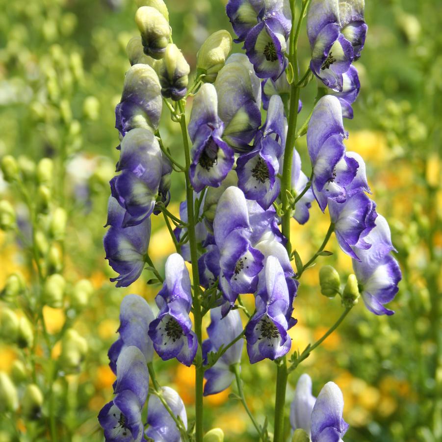 Aconitum x cammarum Bicolor