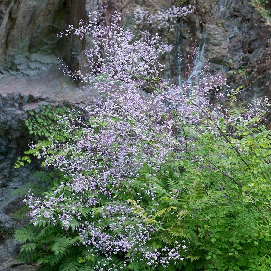 Thalictrum rochebrunianum 
