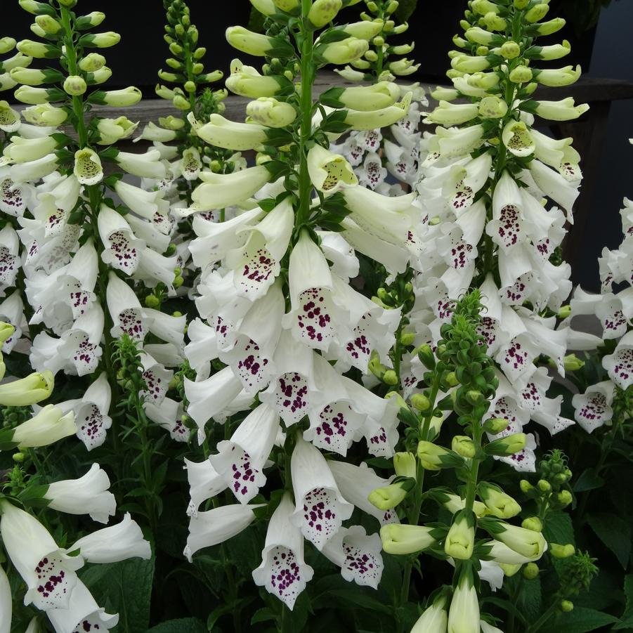 Digitalis purpurea Dalmatian White