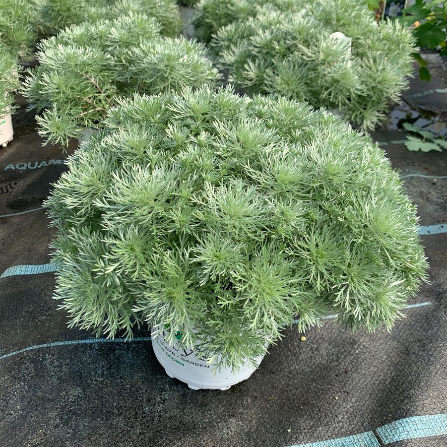 Artemisia schmidtiana Silver Mound