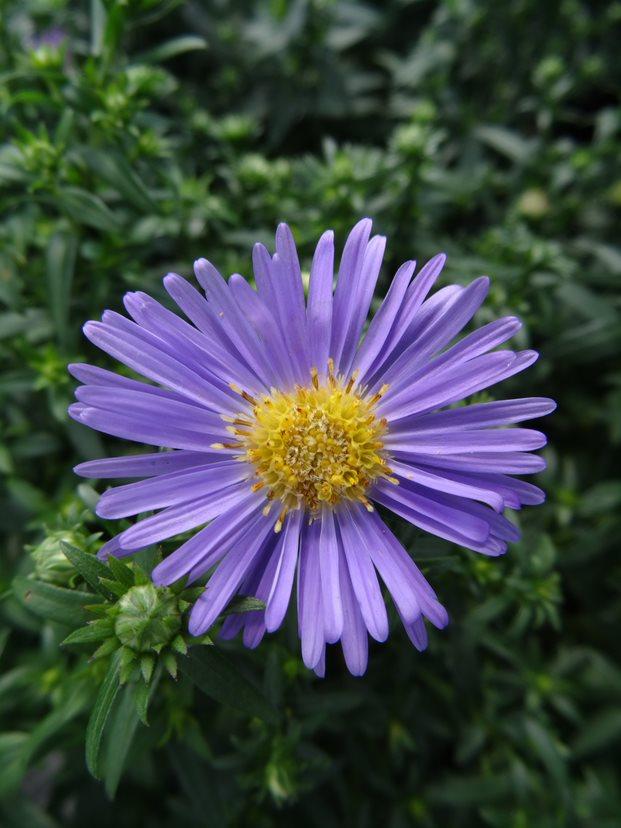 Aster novi-belgii Wood's Light Blue