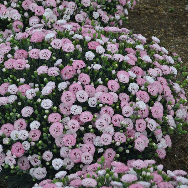 Dianthus Pretty Poppers™ Appleblossom Burst