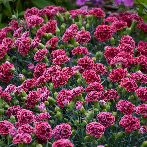 Dianthus Fruit Punch® Cherry Vanilla