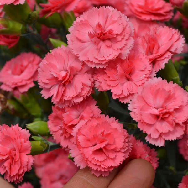 Dianthus Fruit Punch® Classic Coral