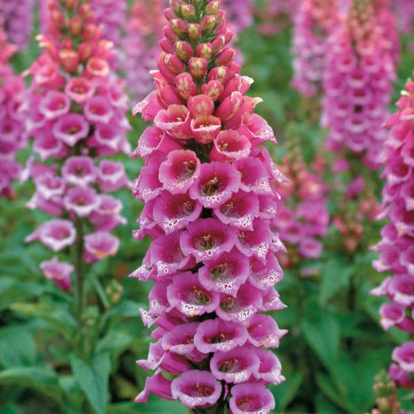 Digitalis purpurea Candy Mountain Rose