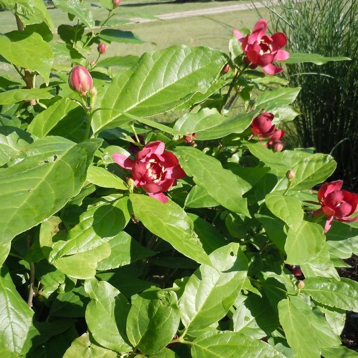 Calycanthus Aphrodite