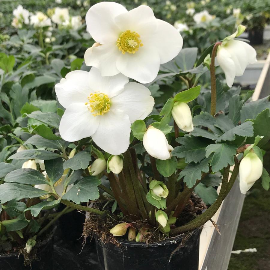 Helleborus niger Winter Magic&trade; Mont Blanc
