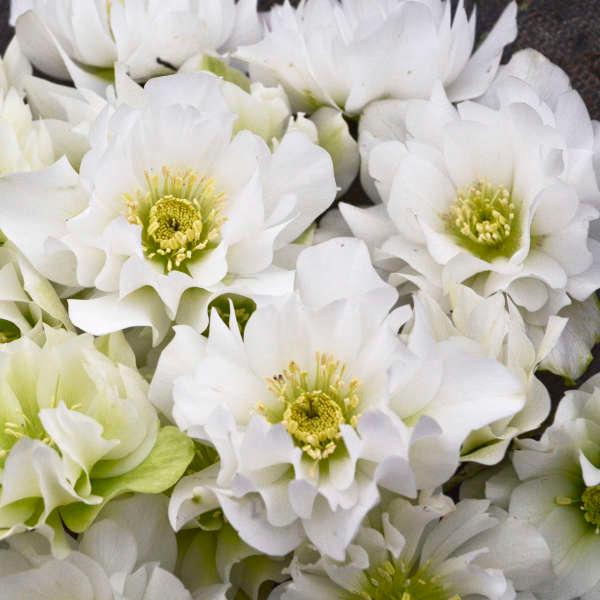 Helleborus Wedding Party&reg; Wedding Bells