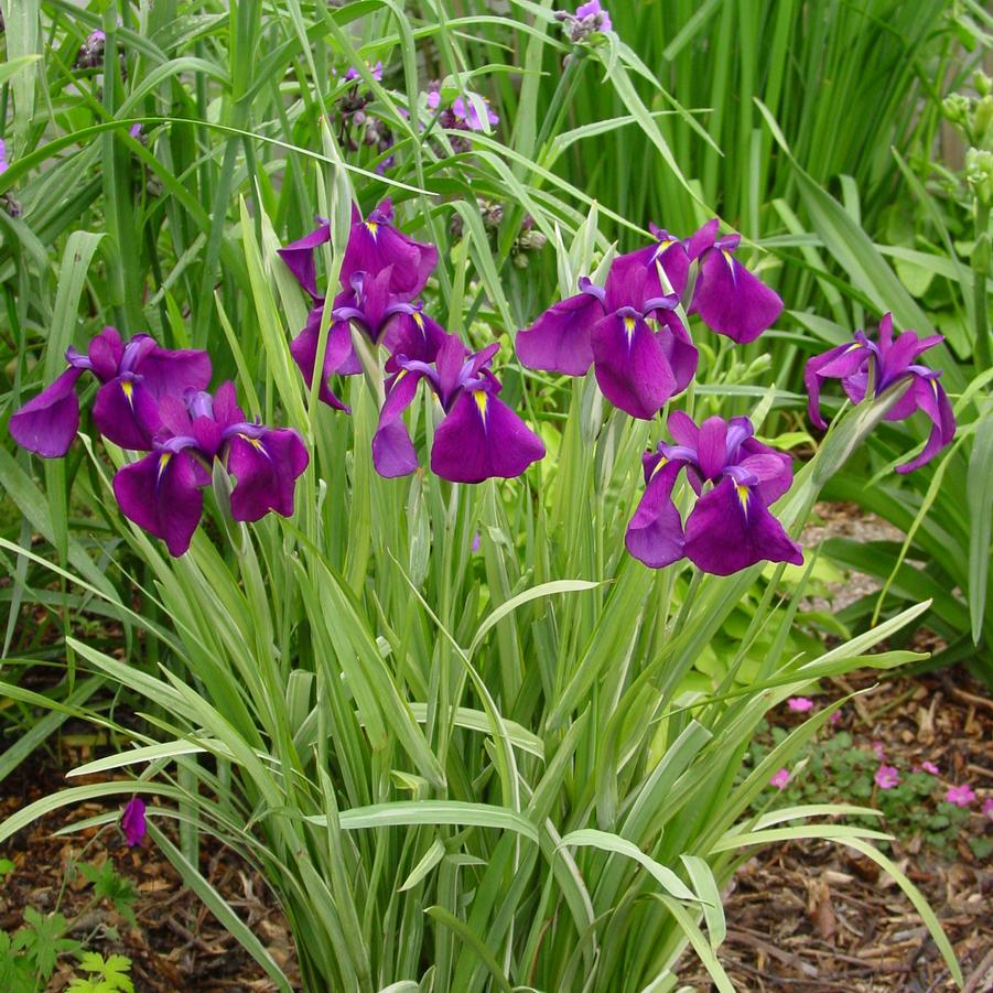 Iris ensata Variegata