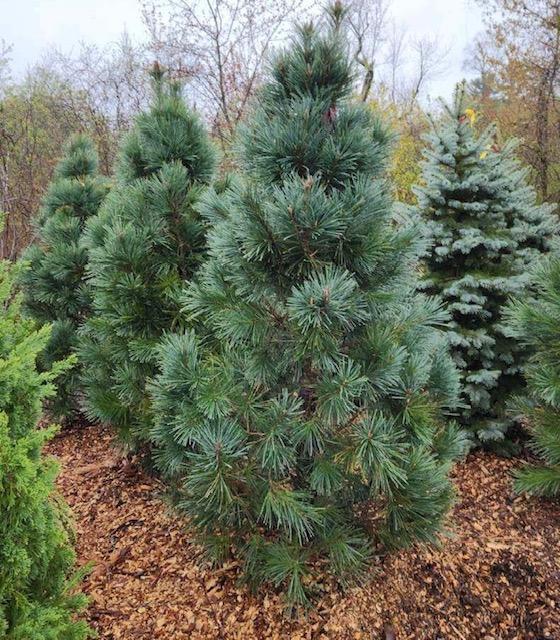 Pinus flexilis Vanderwolf's Pyramid
