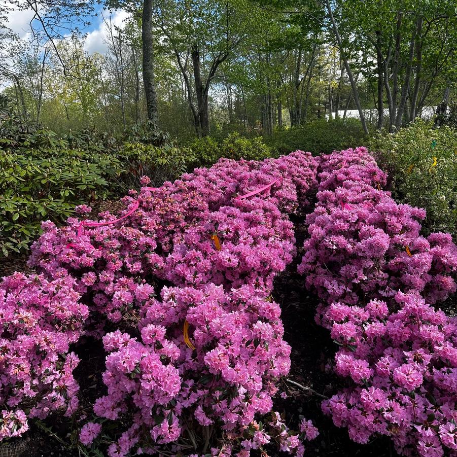 Rhododendron Olga Mezzit