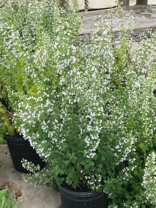 Calamintha nepeta ssp nepeta 