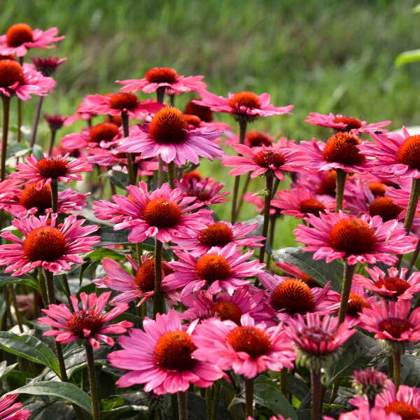 Echinacea Eye-Catcher™ Coral Craze