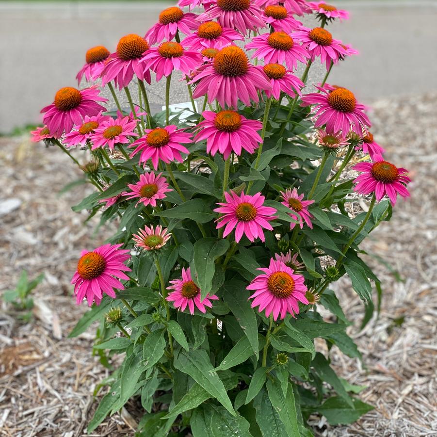 Echinacea purpurea PowWow Wild Berry