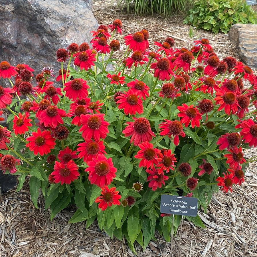 Echinacea Sombrero® Salsa Red