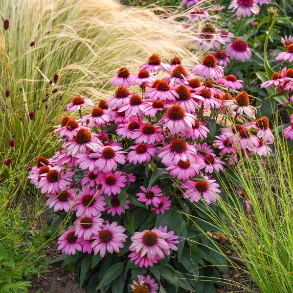 Echinacea Color Coded® The Fuchsia is Bright