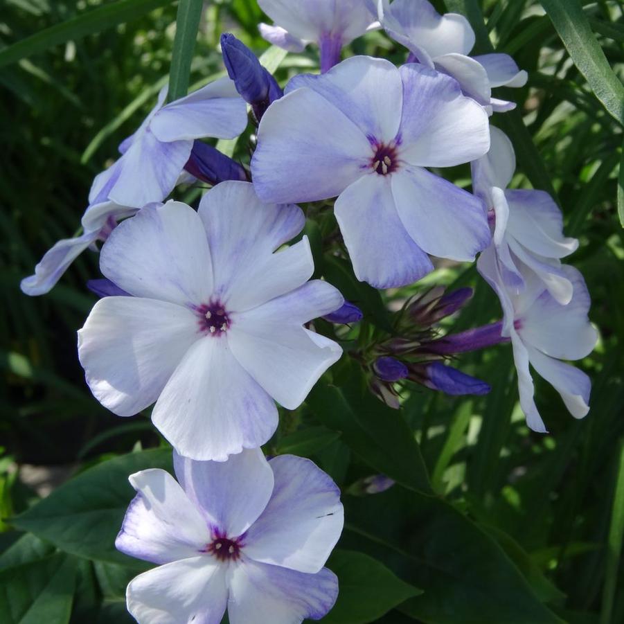 Phlox paniculata Flame™ Light Blue