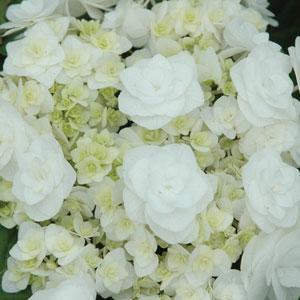 Hydrangea macrophylla Wedding Gown™