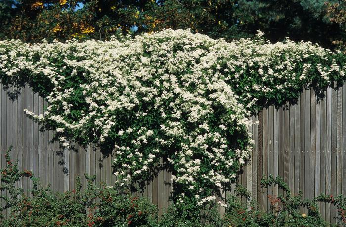 Clematis paniculata 