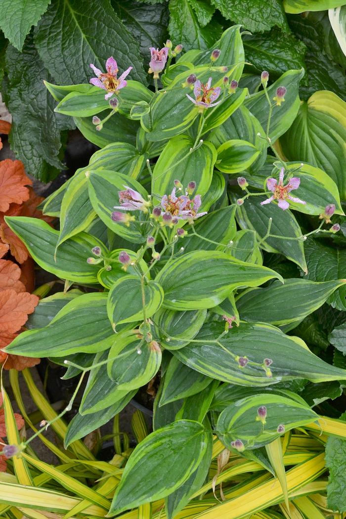 Tricyrtis formosana Autumn Glow