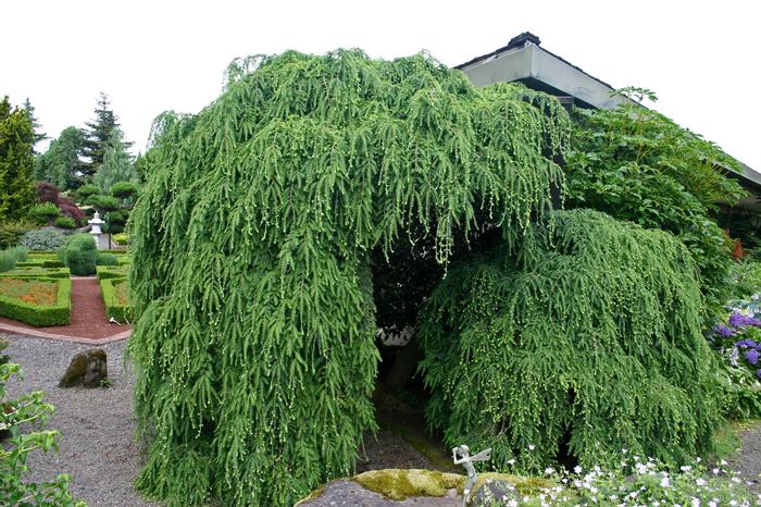 Tsuga canadensis Pendula