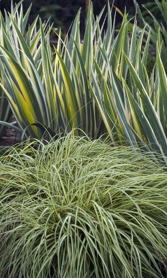 Carex oshimensis Evergold