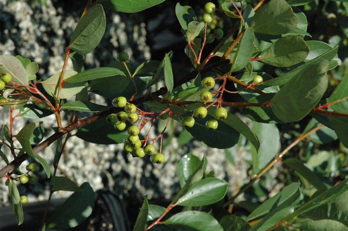 Aronia melanocarpa Autumn Magic