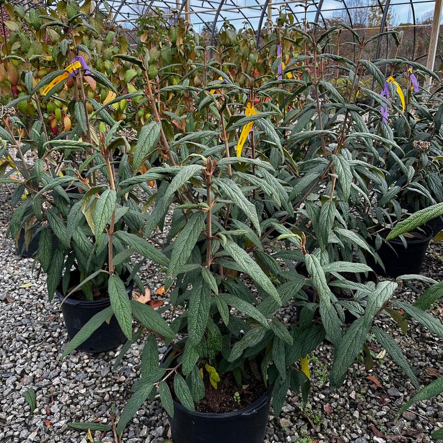 Viburnum rhytidophyllum Green Trump