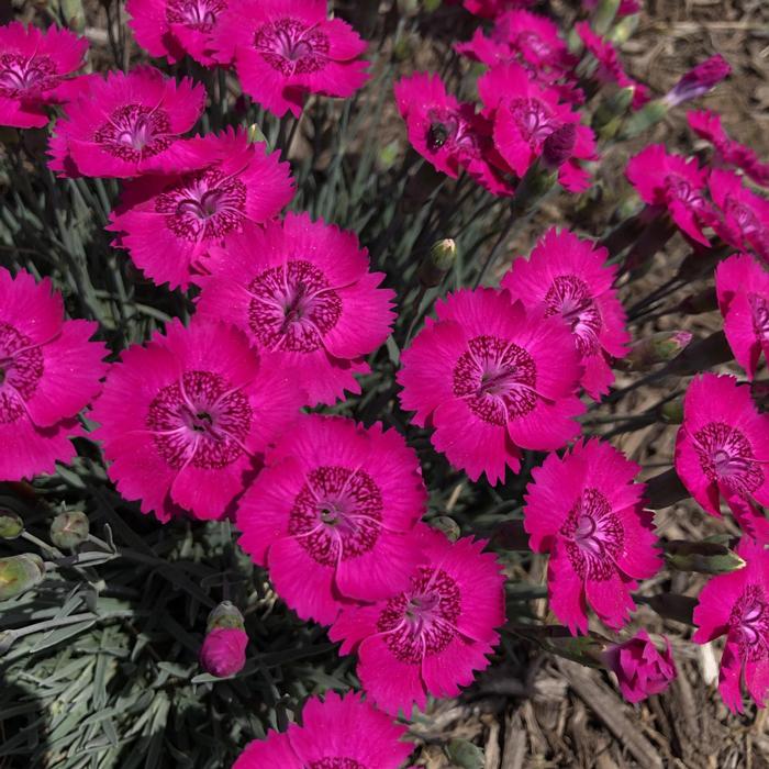 Dianthus Neon Star
