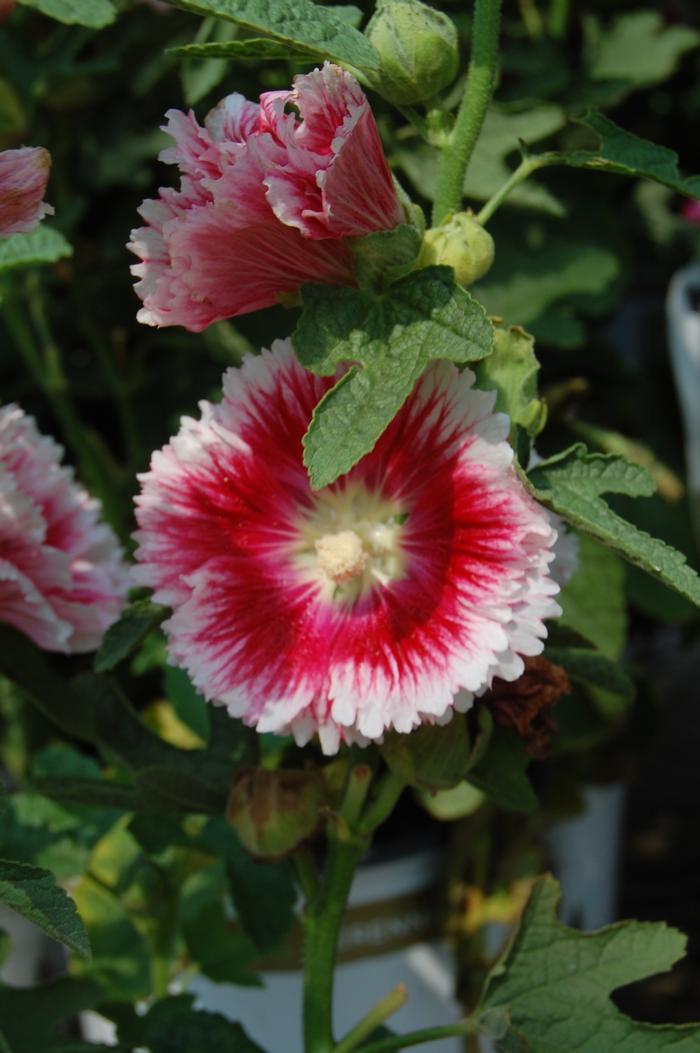 Alcea rosea Fiesta Time