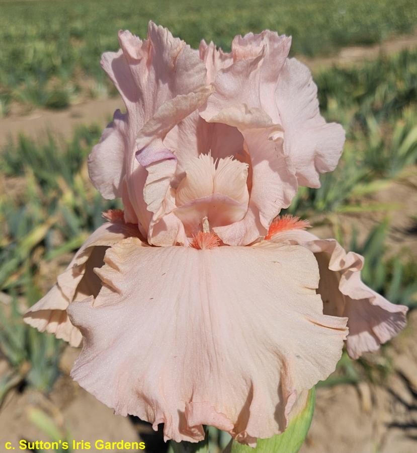 Iris germanica Peggy Sue