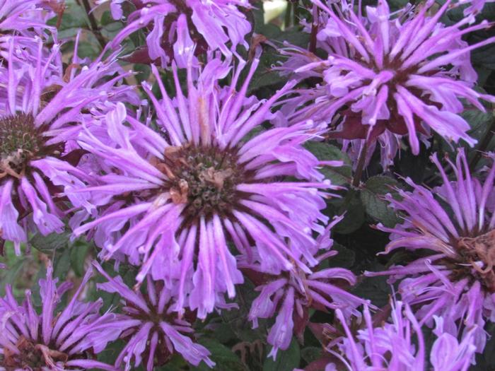Monarda didyma Sugar Buzz&reg; Blue Moon